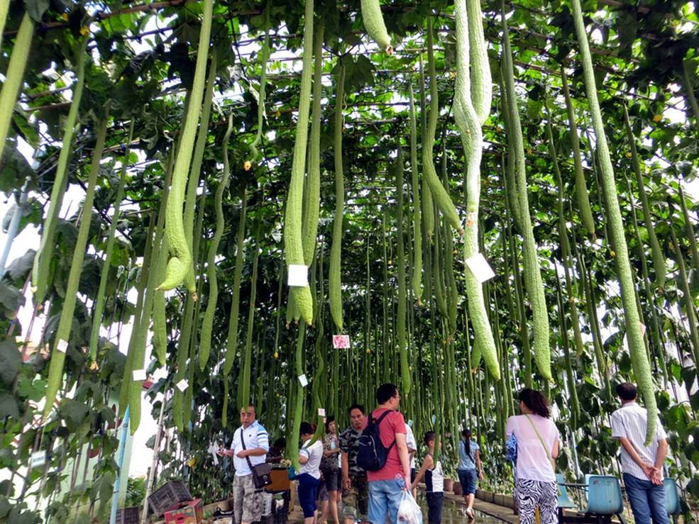 可行性研究：XX旅游观光园项目发展机遇