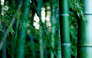 湖南某低产竹林改造项目可行性研究报告